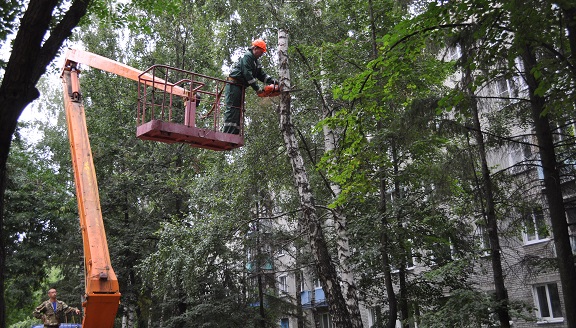 На придомовой территории спилили аварийное дерево 