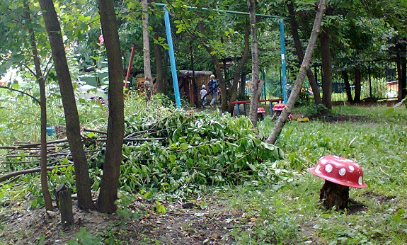 Произведена вырубка молодой поросли