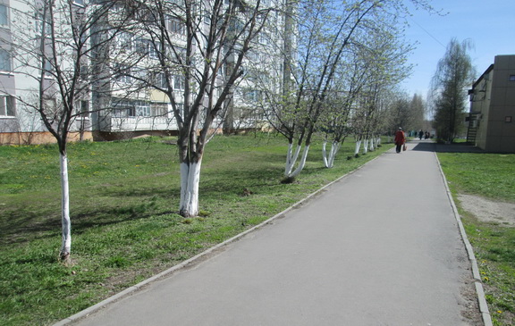 Выполнена побелка деревьев