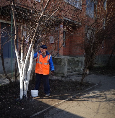 Управляющие компании организовали побелку деревьев